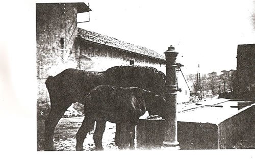 Chevaux à la fontaine - Photos d'autrefois à Silly-sur-Nied